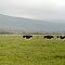 Vaches