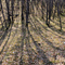 Long Shadows