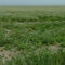 Growing Coriander in Saskatchewan.
