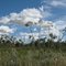 Prairie Trees
