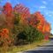 Fall Leaves changing colour