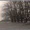 Treeline Near Port Hope