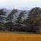 Line of Pine (Panorama)