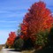 Fall Leaves changing colour