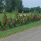 Flowers along the side of a field
