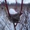 Winter Bird Nest with Snow