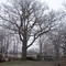 Old Oak Tree, Grand Oaks Park, Cayuga