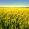 Golden Prairies As Far As The Eye Can See West of Edmonton, Alberta, Canada