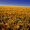 Golden Grains At Sunset on the Prairie, West of Edmonton, Alberta, Canada