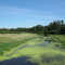 An algae filled river.