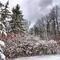 Snowy Trees And Bushes
