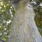 maple tree