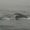 Humpback in the fog