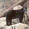 Bear up the Bute