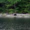Black bear, Francis Bay