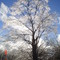Freezing Rain