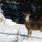 Oh deer!