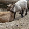 Are ewe my mommy?
