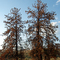 umrla stabla ~ dead trees
