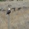 Stalking Road Kill