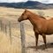 Horses 2