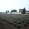 Lavender Farm