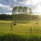 Hay Field