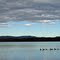 Geese on Bridge Lake
