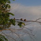 Cottage Morning Visitors