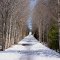 ERIN - Elora-Cataract Trailway in spring
