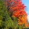Fall Leaves changing colour