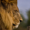 Northwood Zoo