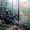 Deer bowhunting season's open!