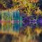 Bulrushes and Shore
