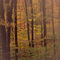 forest in the autumn mist
