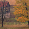  yellow maple ('Orton' technique)
