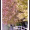 Maples...heading for winter