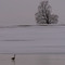  Goose on ice