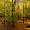 Fall Forest panorama, Durham Region