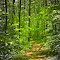 A Summery Oak Ridges Trail at Long Sault