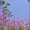 May Along the Lake Ontario Shore