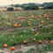 Pumpkins in the field, Ontario, near Lake Simcoe