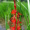Red Beauty