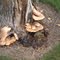 Bracket Fungi - Polyporus squamosus - Zephyr, Ontario, Canada