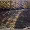 Autumn Shadows
