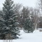 tree in winter