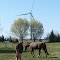 Horse Power and Wind Power Coexist in the 21st Century in Southern Ontario