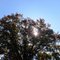 The sun shining through an old oak tree