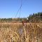 bull rushes