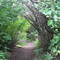 Path Entrance - Scout Island 08/08